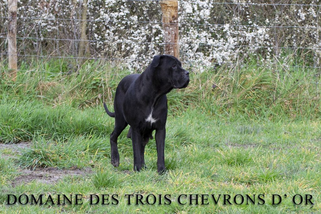 Ozzie Des Trois Chevrons D'Or