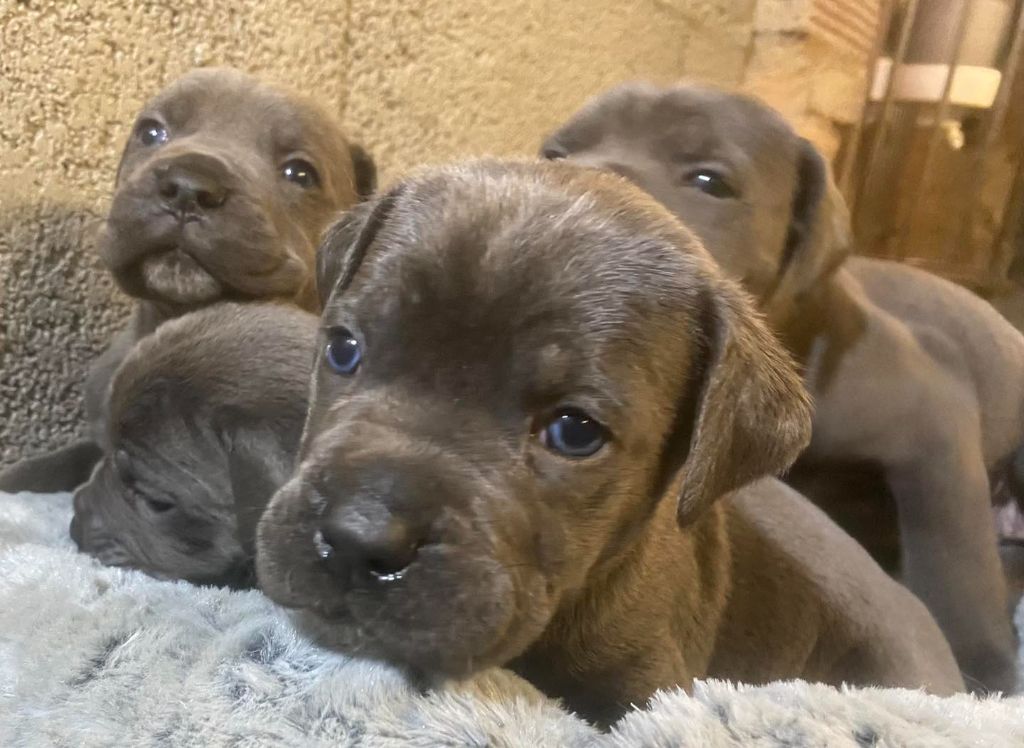Chiot Cane Corso Des Trois Chevrons D'Or