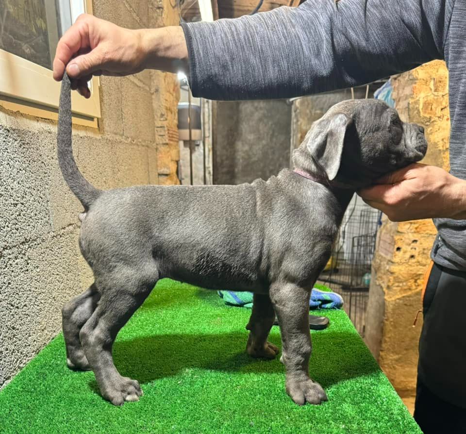 Des Trois Chevrons D'Or - Chiots disponibles - Cane Corso